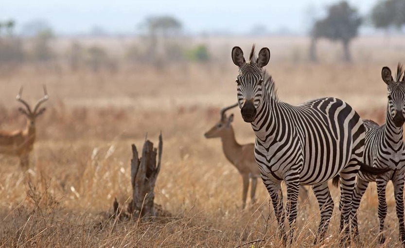 Zimbabwe: Govt to Translocate 2 000 Wild Animals to Mozambique