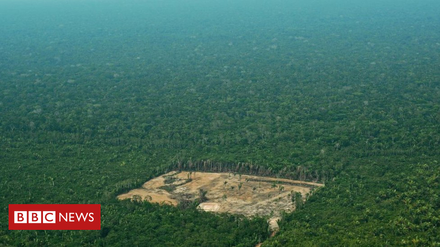 Amazon rainforest deforestation 'worst in 10 years', says Brazil