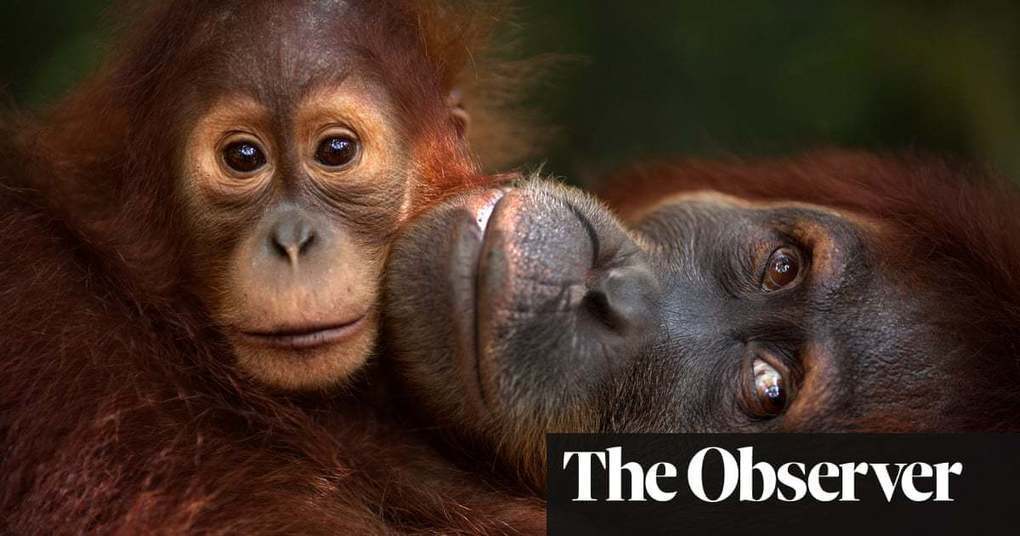 Habitat loss threatens all our futures, world leaders warned | World news | The Guardian