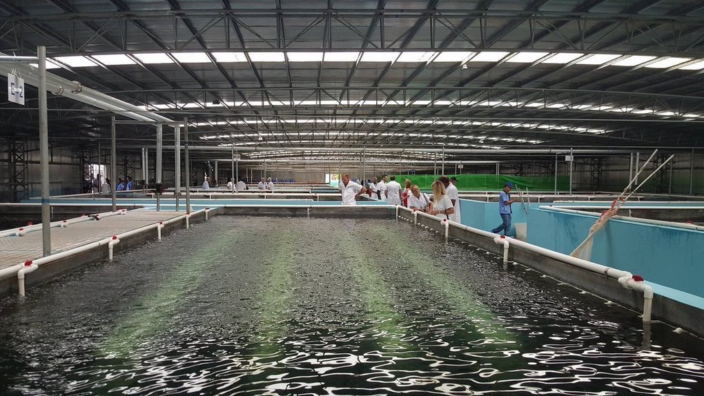Chinese group and Angolan partner launch fish farming project –