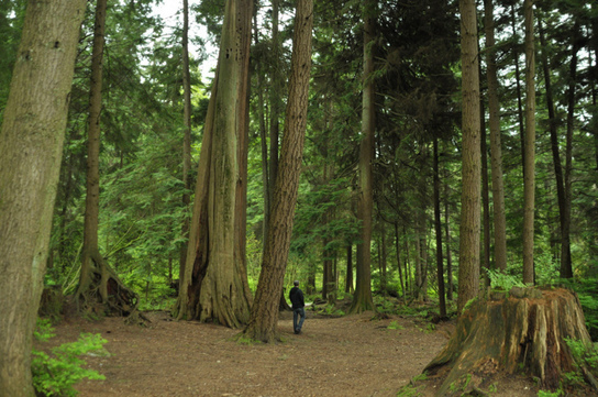 5 Things See in Stanley Park That Don't Include the Seawall »