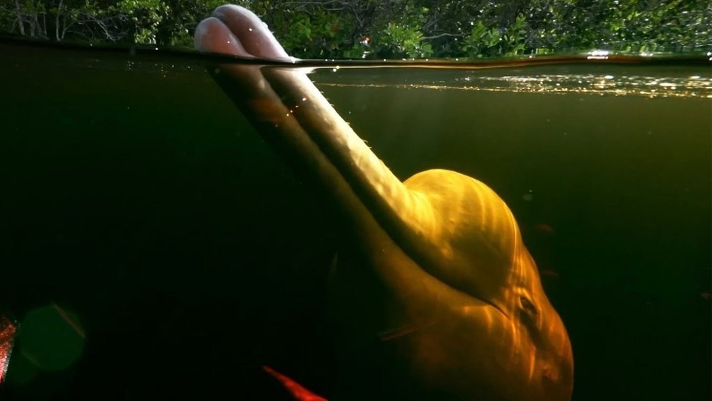 Pink River Dolphins of the Amazon Rainforest