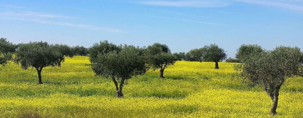Omics Ensure the Authenticity of Portuguese Olive Oils