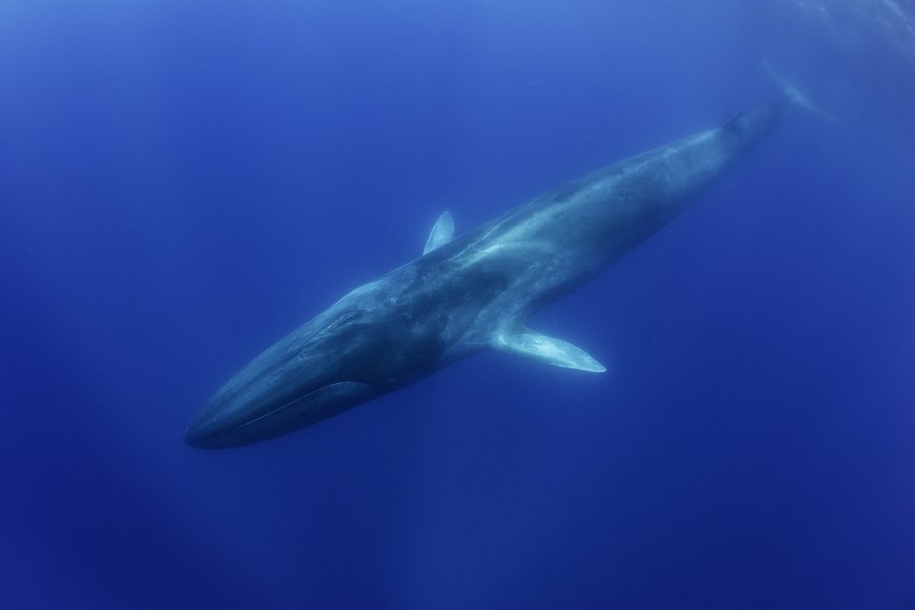An Underwater Encounter With A Blue Whale – Pico Island, Azores –