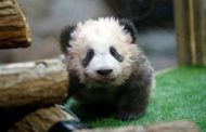 EU states adopt 'panda bonds' in Chinese outreach - Portugal latest - 