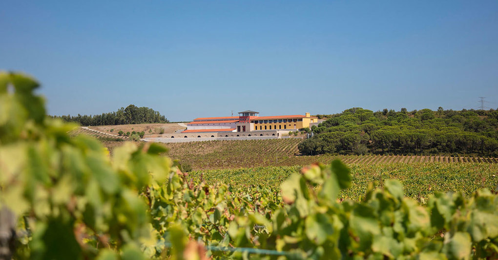 The Portuguese Winemaker Crafting Biodynamic 'Wines Without Makeup' -