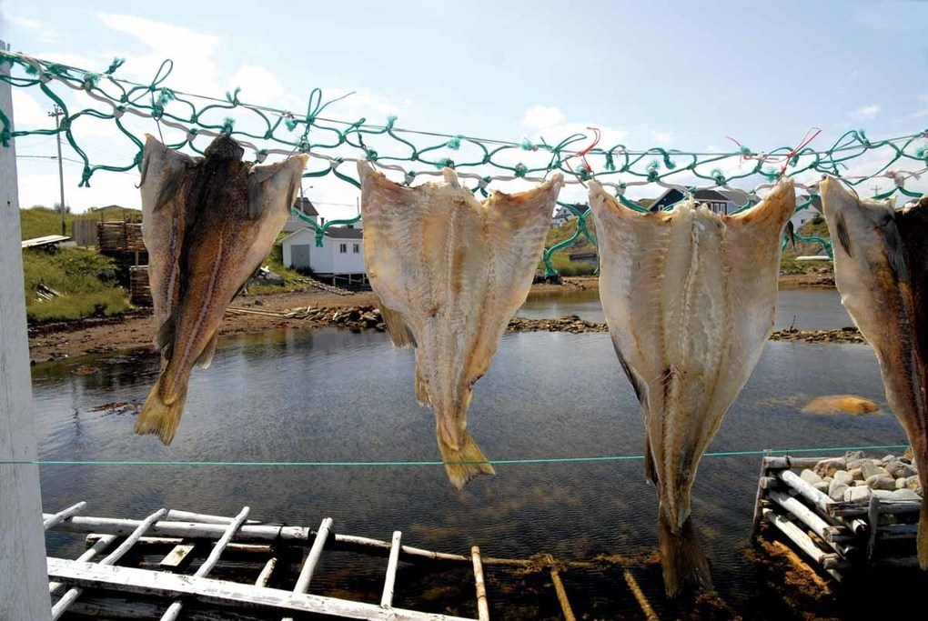 A History of Salt Cod - the Portuguese | History Today -
