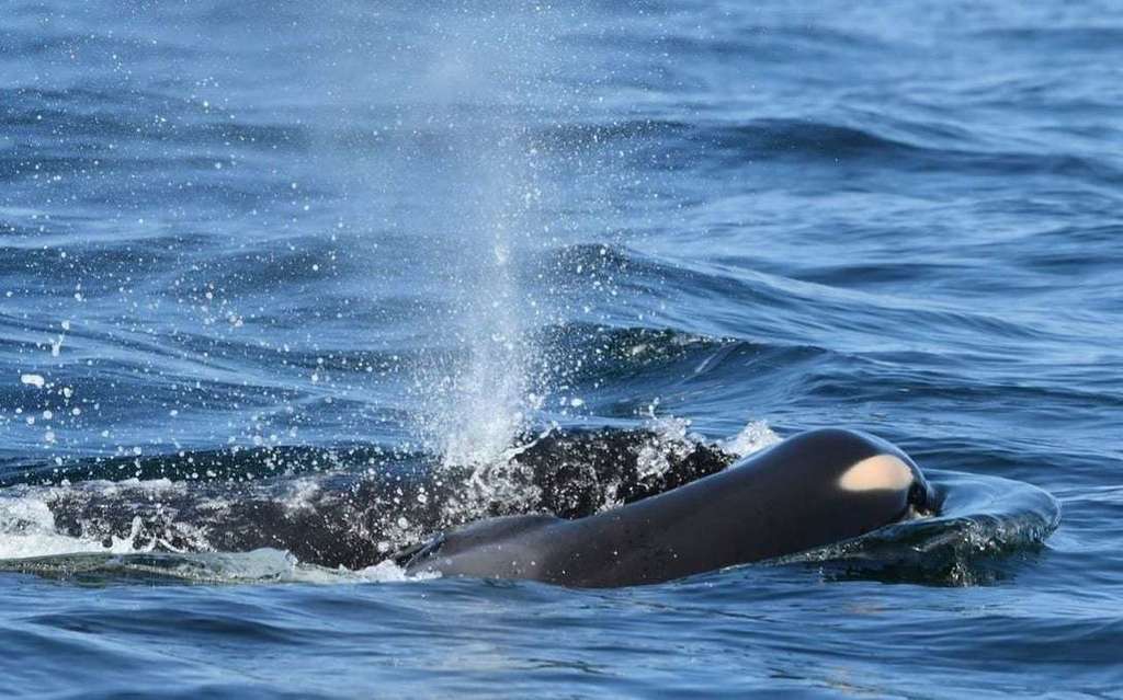 Killer whales swim 'remarkable' 4,000 miles from Iceland to Sicily - past Spain and Portugal