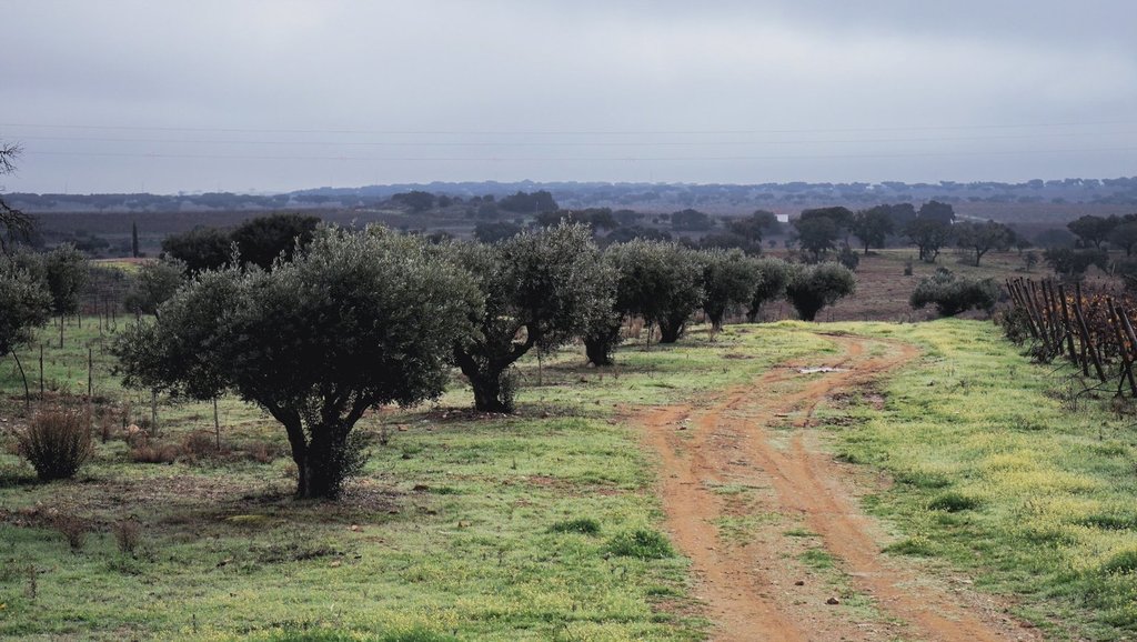Portugal May Be the Third-largest Olive Oil Producer by 2030 -