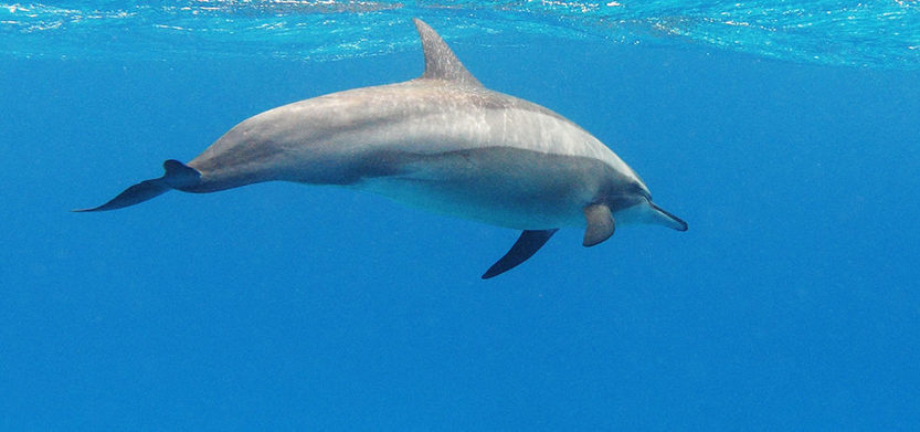 Number of Guiana Dolphins Living in Rio's Guanabara Bay is Lowest in History -