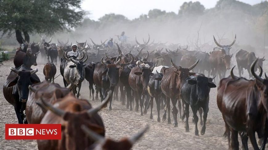 Chad 'repaying $100m debt to Angola with cattle' -