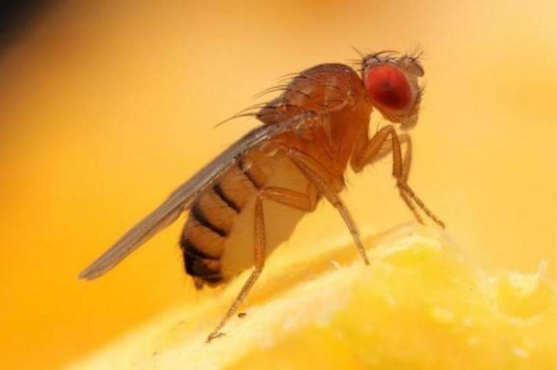 Fruit fly protein could boost anti-aging treatment - Portuguese researcher Joana Neves has won the 2019 Sartorius & Science Prize for Regenerating Medicine & Cell Therapy