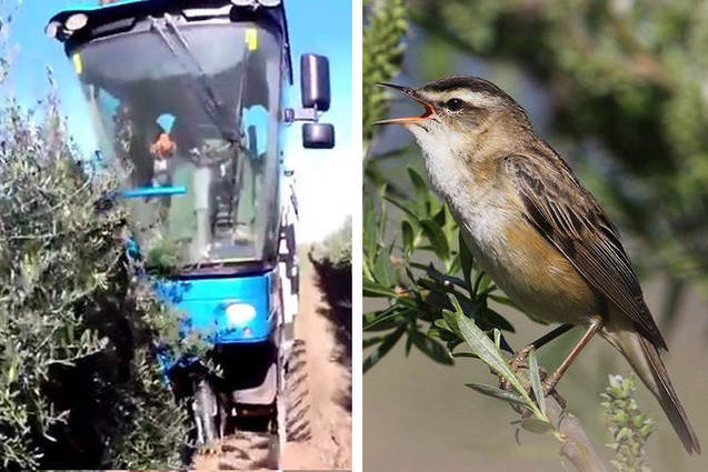 Mechanized Olive Farming Killing Millions of Songbirds Every Year -