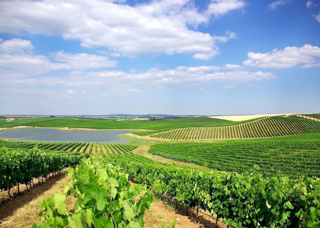 Sustainability efforts in Portugal’s Alentejo wine region -