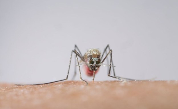Angola Records Sharp Drop in Malaria -