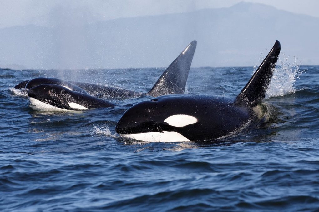 Scientists Baffled by Orcas Following and Ramming Boats Near Spain and Portugal in 