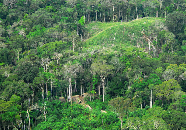 Scientists unravel how and why Amazon trees die -