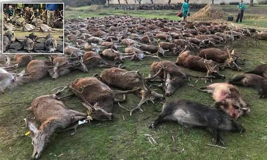 Fury in Portugal after more than 500 deer and wild boar are slaughtered by Spanish hunters | 