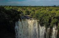 Brazil’s ‘Upside-Down’ Forest Is Facing Devastating Destruction -