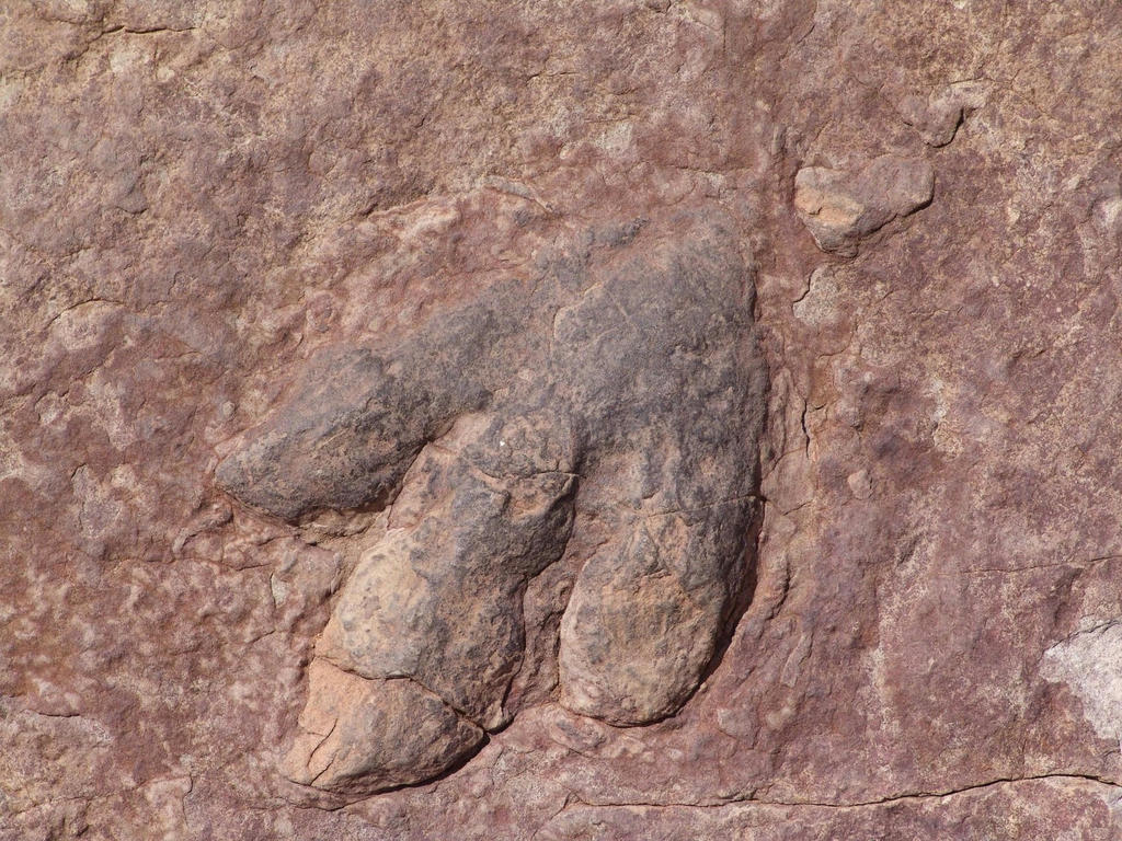 Largest Discovery of Dinosaur Footprints Found in Portugal -