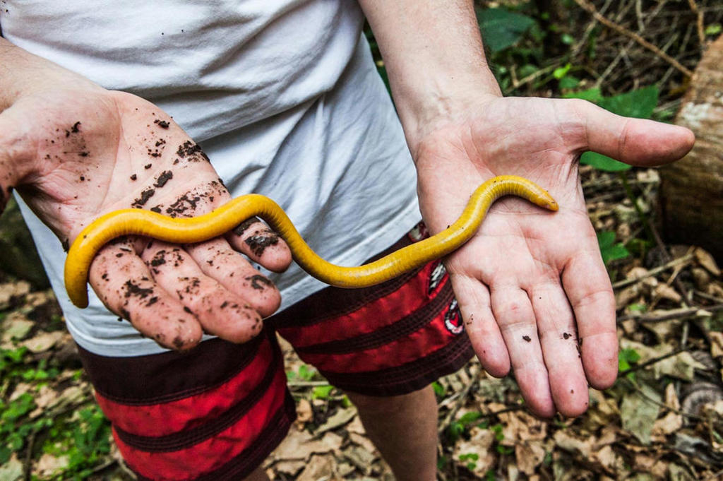 São Tomé Island Has Two Species of Caecilians Found Nowhere Else on Earth -