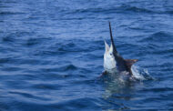Massive 1,009 Pound Grander Marlin Caught In The Azores -