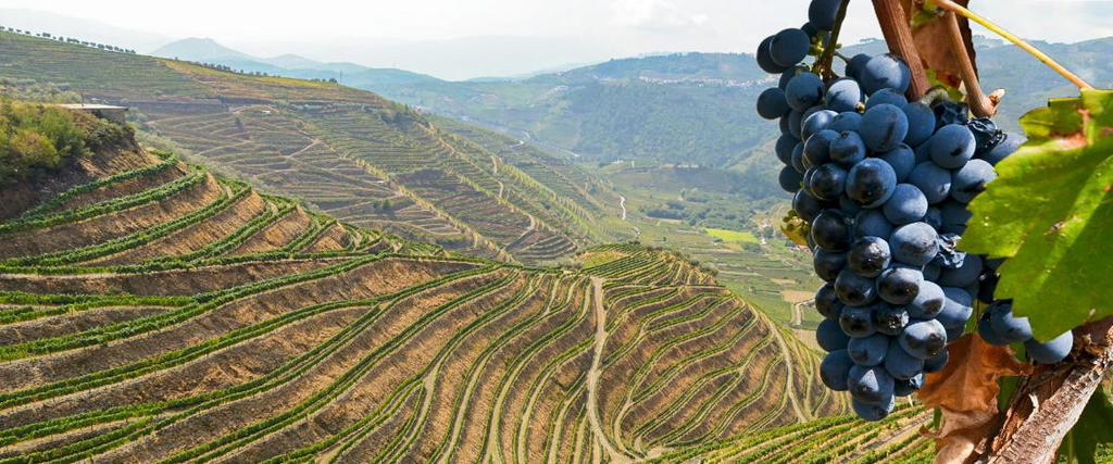 Best Portuguese wine: 12 top reds and whites, from the Douro to Alentejo